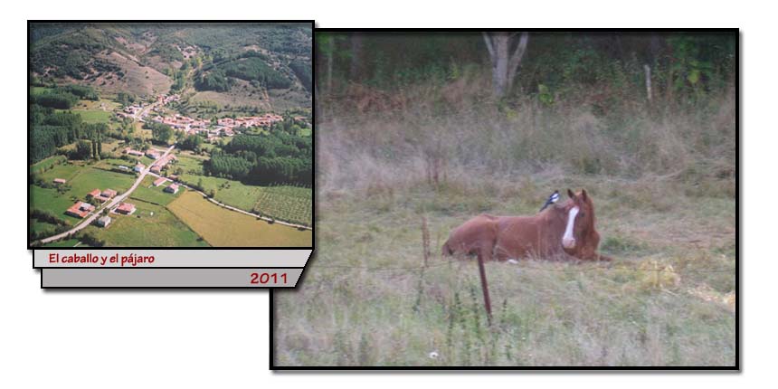 El caballo y el pájaro